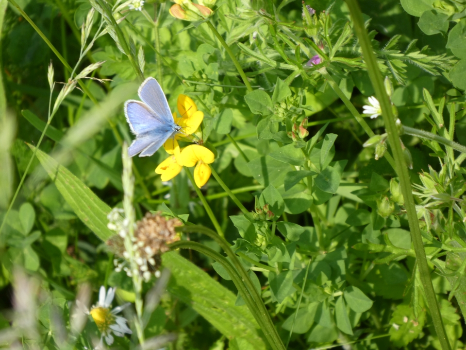Blumenwiese3